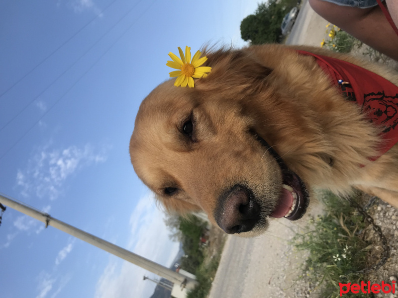 Golden Retriever, Köpek  Gofret fotoğrafı