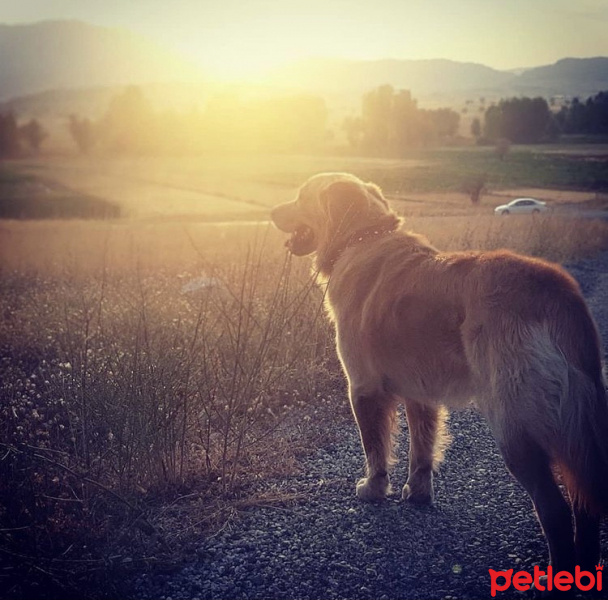 Golden Retriever, Köpek  Gofret fotoğrafı