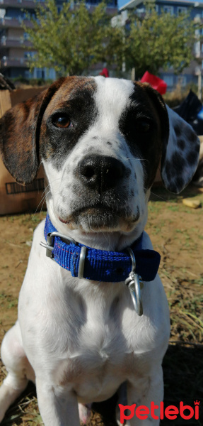 Pointer, Köpek  Doçi fotoğrafı