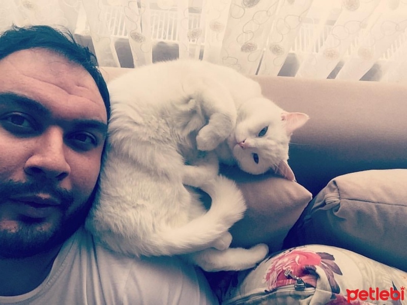Ankara Kedisi, Kedi  Salep fotoğrafı