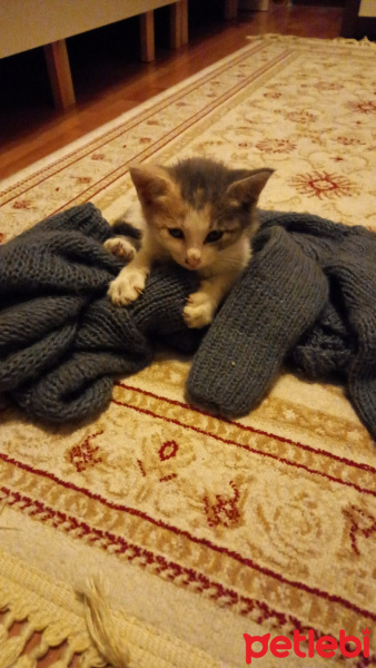 Tekir Kedi, Kedi  Prenses fotoğrafı