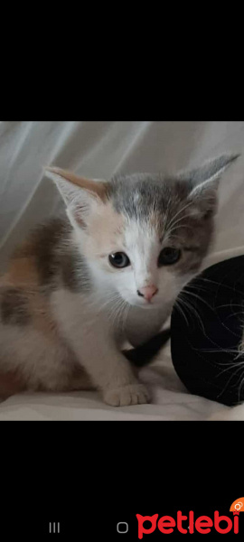 Tekir Kedi, Kedi  Prenses fotoğrafı