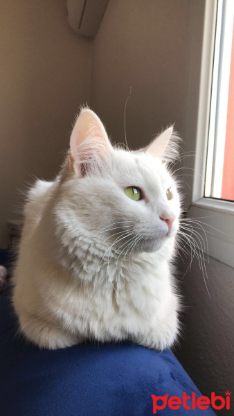 Ankara Kedisi, Kedi  Boncuk fotoğrafı