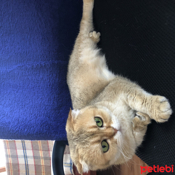 Scottish Fold, Kedi  Karamel fotoğrafı