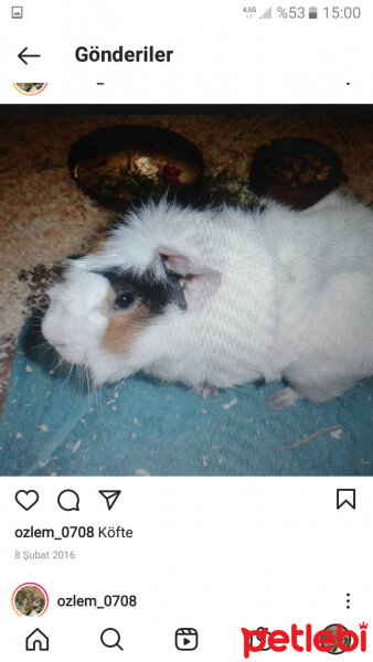 Guinea Pig, Kemirgen  Köfte fotoğrafı