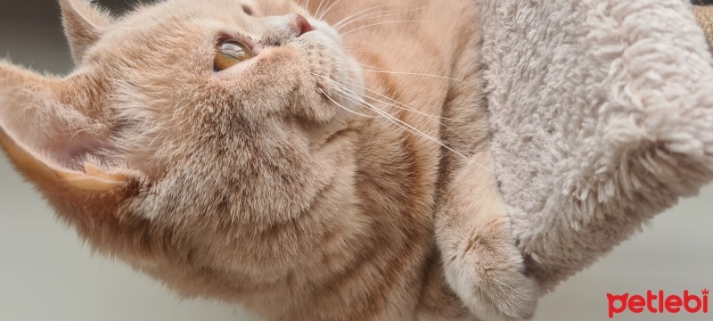 British Shorthair, Kedi  Dobby fotoğrafı