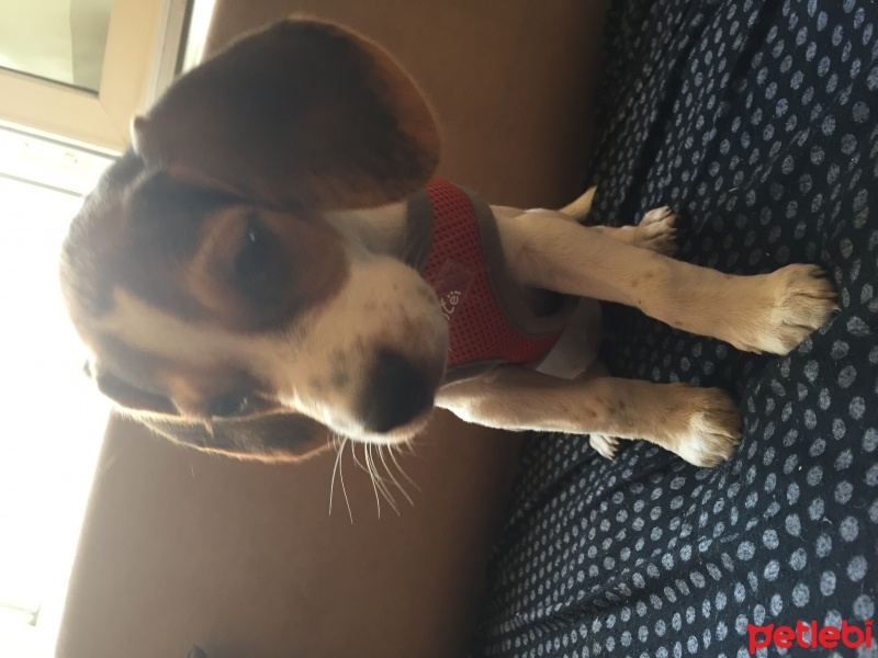 Beagle, Köpek  Şarap fotoğrafı