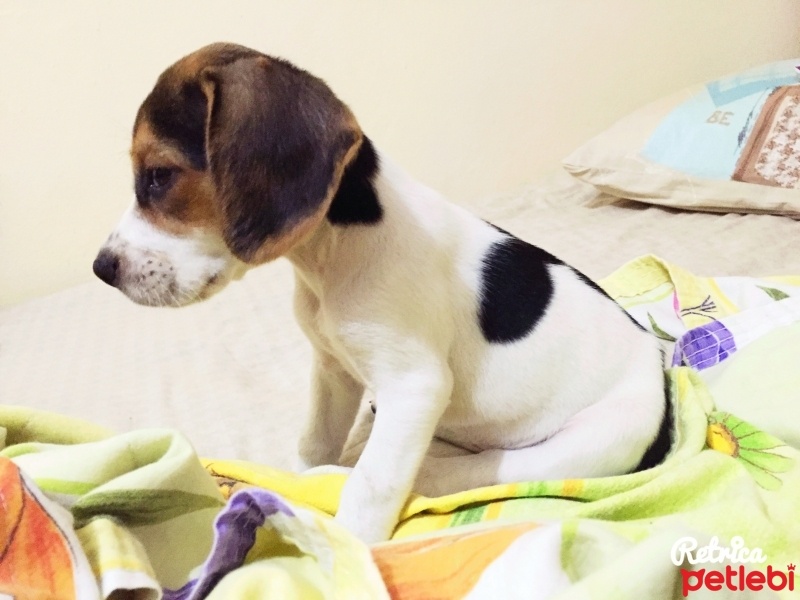 Beagle, Köpek  Şarap fotoğrafı