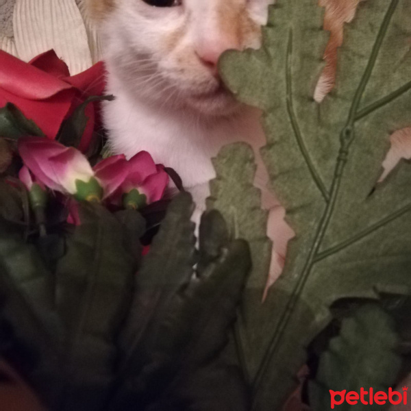 Sarman, Kedi  Tarçın fotoğrafı