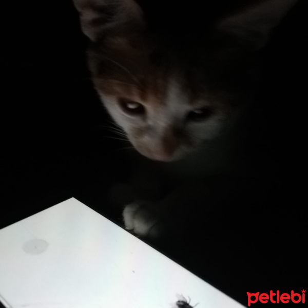 Sarman, Kedi  Tarçın fotoğrafı