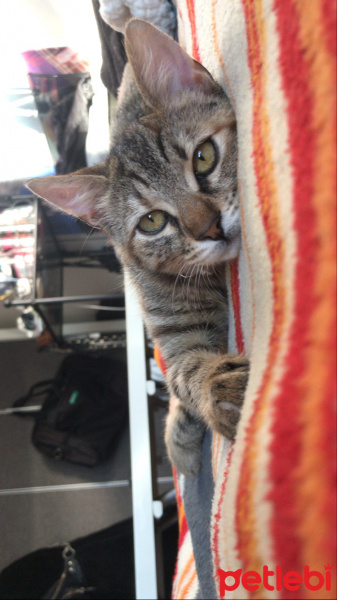Tekir Kedi, Kedi  Lucky fotoğrafı