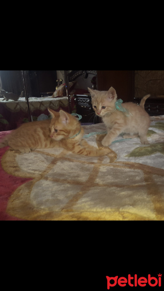 Sarman, Kedi  Bal fotoğrafı