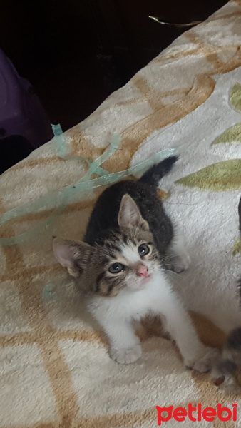 Sarman, Kedi  Bal fotoğrafı