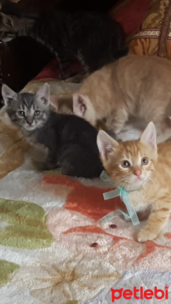 Sarman, Kedi  Bal fotoğrafı