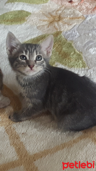 Sarman, Kedi  Bal fotoğrafı