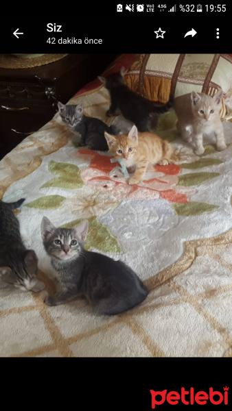 Sarman, Kedi  Bal fotoğrafı