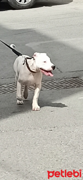 Dogo Arjantin, Köpek  Tyson fotoğrafı
