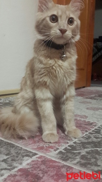 Tekir Kedi, Kedi  Balım fotoğrafı