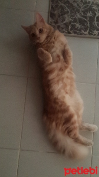 Tekir Kedi, Kedi  Balım fotoğrafı