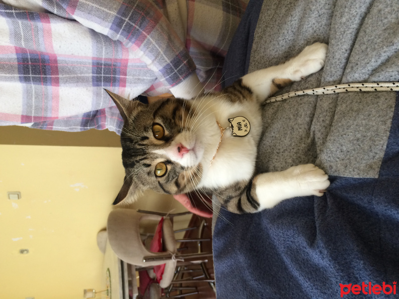 Tekir Kedi, Kedi  Miya fotoğrafı