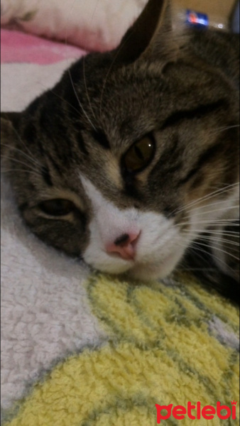 Tekir Kedi, Kedi  Miya fotoğrafı