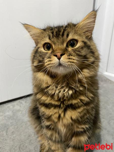İran Kedisi (Persian), Kedi  Paşa fotoğrafı