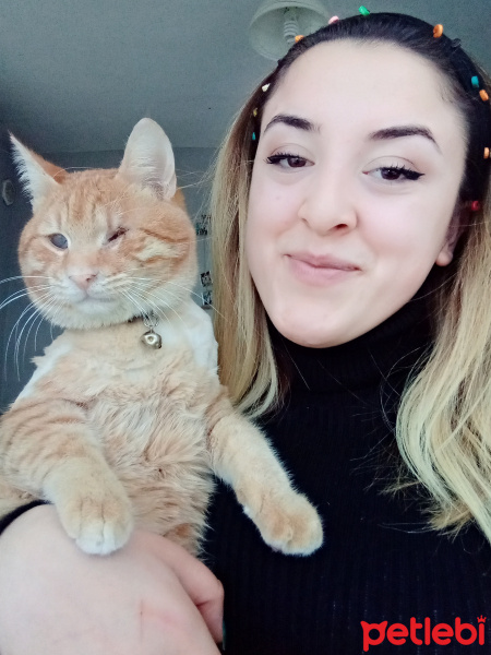 Sarman, Kedi  Paşa fotoğrafı
