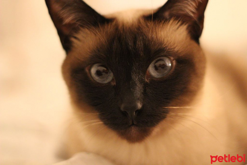 Siyam Kedisi, Kedi  Schedar fotoğrafı