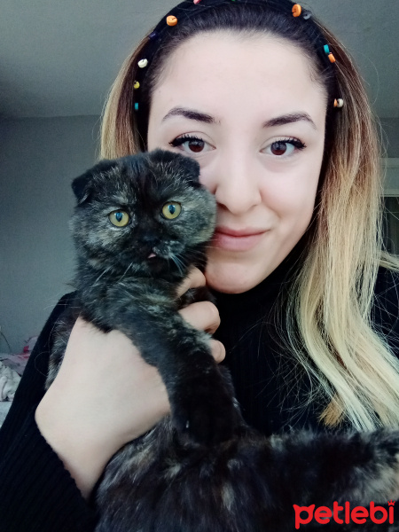 Scottish Fold, Kedi  MAYA fotoğrafı