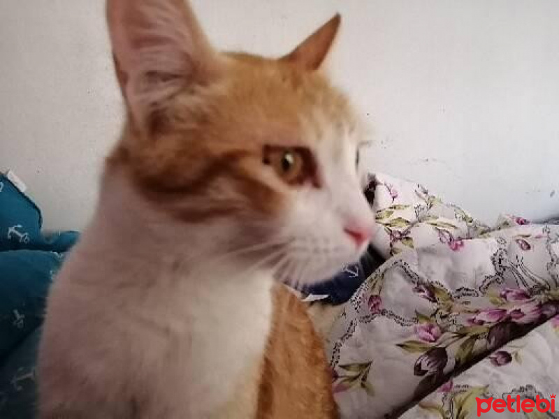 Sarman, Kedi  Portakal fotoğrafı