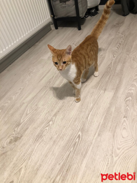 Sarman, Kedi  Tazı fotoğrafı