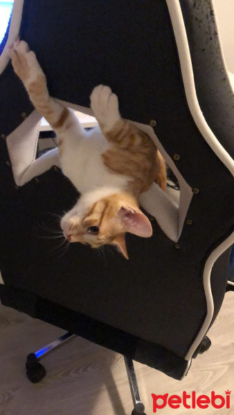 Sarman, Kedi  Tazı fotoğrafı
