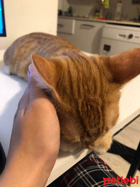 Sarman, Kedi  Tazı fotoğrafı