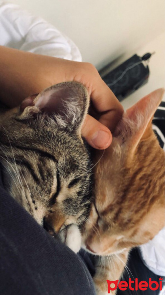 Sarman, Kedi  Tazı fotoğrafı
