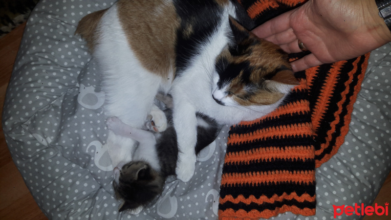 Japon Bobtail, Kedi  karamel fotoğrafı