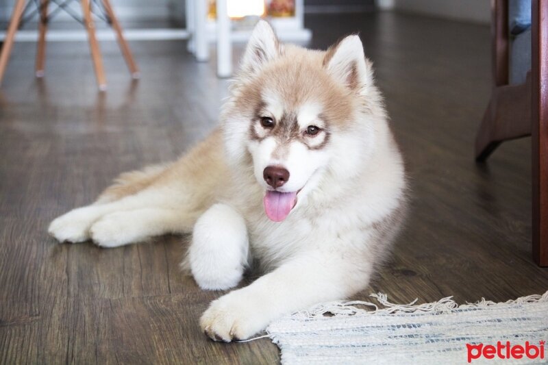 Sibirya Kurdu (Husky), Köpek  Hachi fotoğrafı