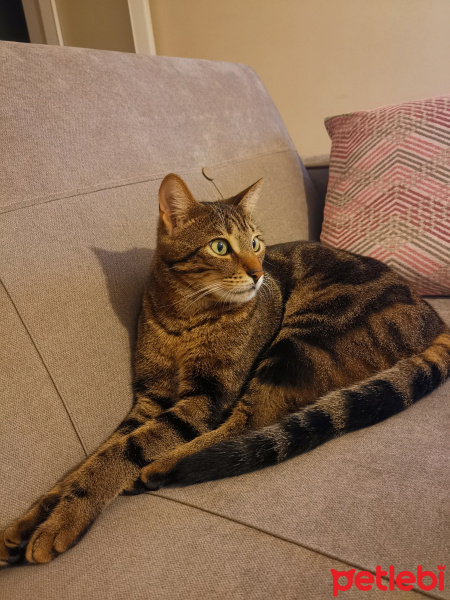 Tekir Kedi, Kedi  Oreyo fotoğrafı