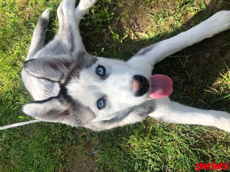 Sibirya Kurdu (Husky), Köpek  Ice fotoğrafı