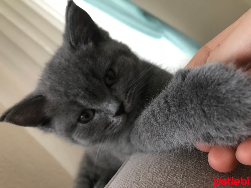 British Shorthair, Kedi  Lidya fotoğrafı