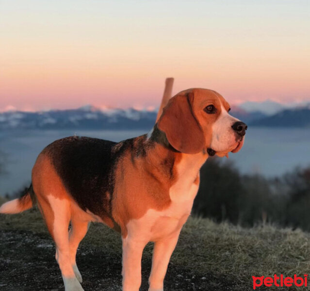 Beagle, Köpek  Leo fotoğrafı