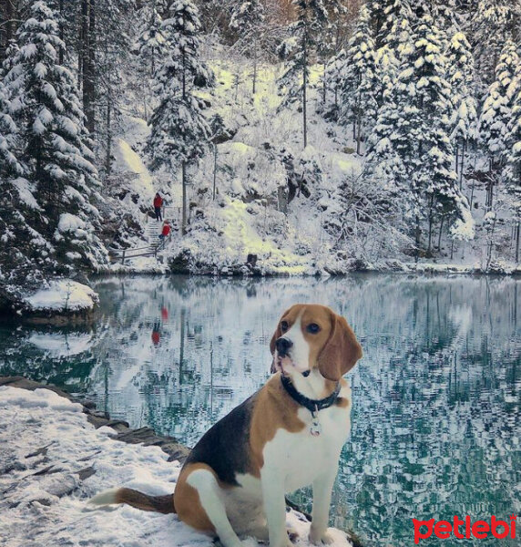 Beagle, Köpek  Leo fotoğrafı