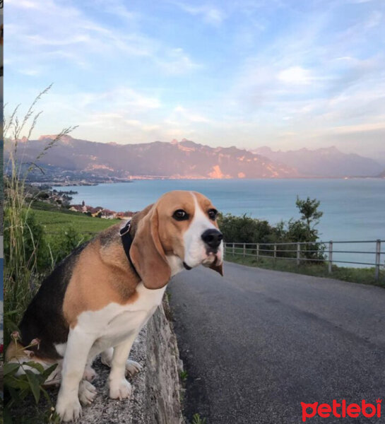 Beagle, Köpek  Leo fotoğrafı