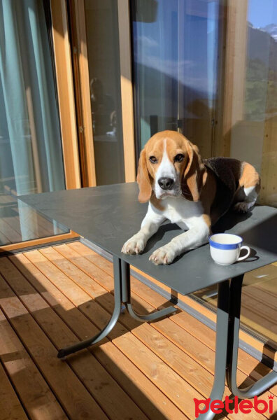 Beagle, Köpek  Leo fotoğrafı