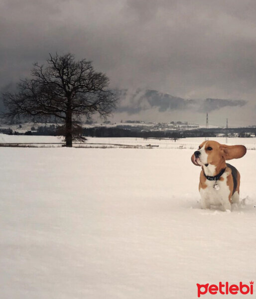 Beagle, Köpek  Leo fotoğrafı