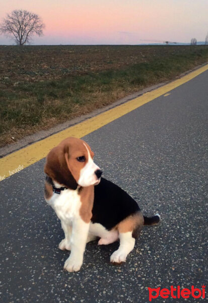 Beagle, Köpek  Leo fotoğrafı