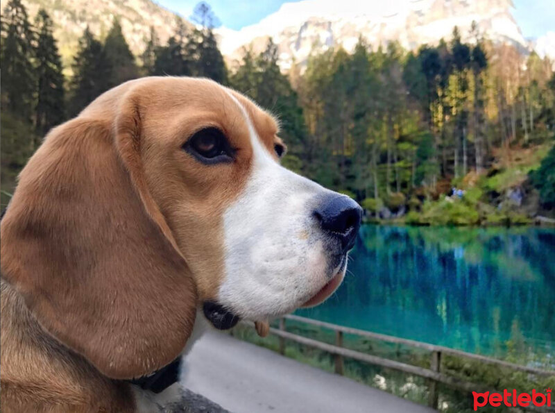 Beagle, Köpek  Leo fotoğrafı