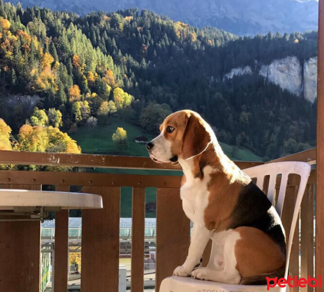 Beagle, Köpek  Leo fotoğrafı