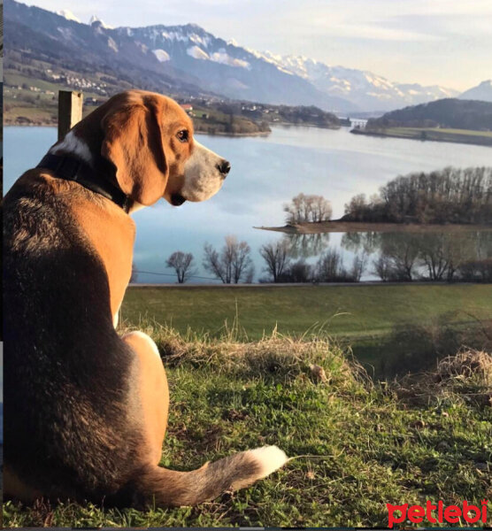 Beagle, Köpek  Leo fotoğrafı