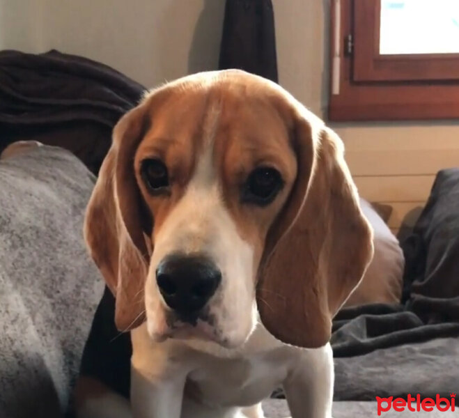 Beagle, Köpek  Leo fotoğrafı