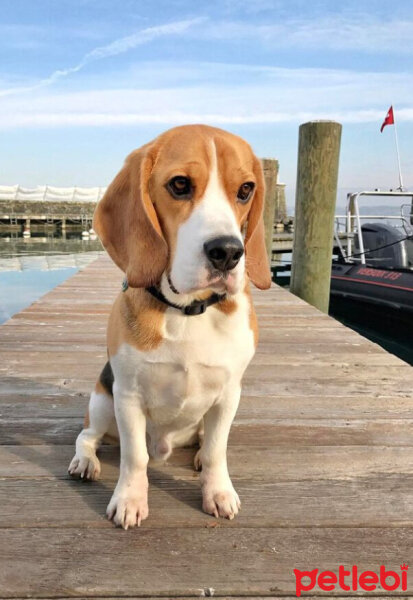 Beagle, Köpek  Leo fotoğrafı